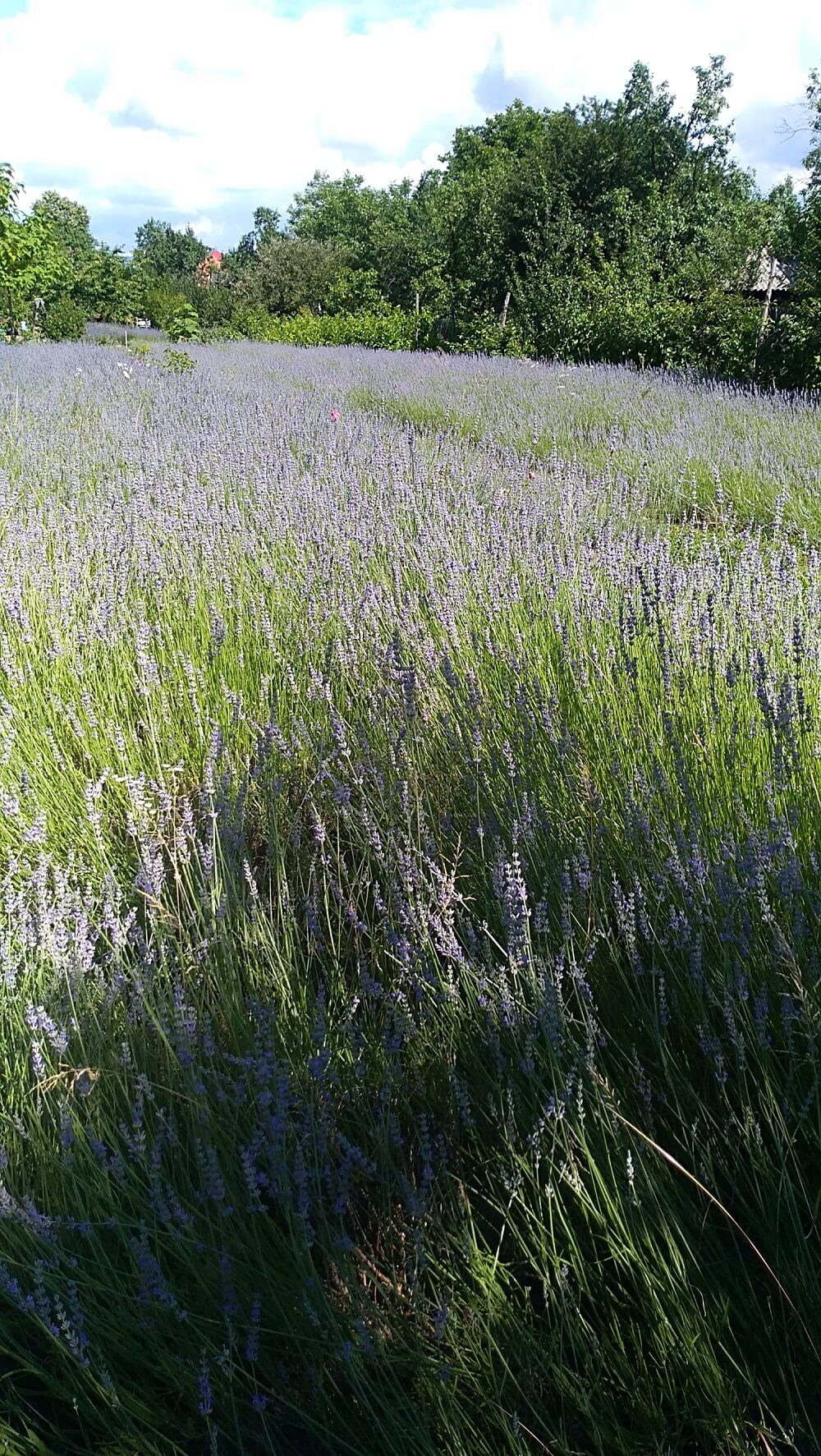 Gradina Loris