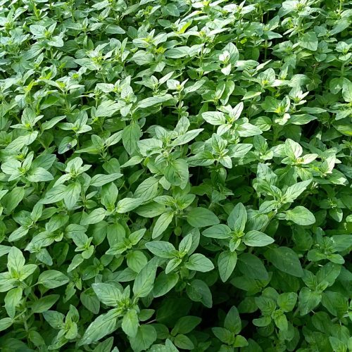 Oregano